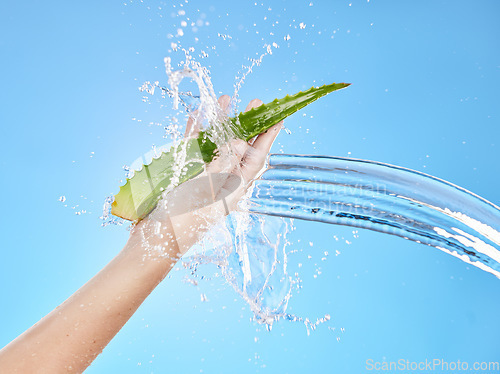 Image of Aloe vera, plant and water splash on a blue background for healthcare, skincare and health benefits as cosmetics and dermatology mock up. Hand of woman with herb, cactus or tropical leaf for body