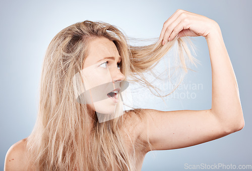 Image of Woman, shocked and hair care health or cosmetics wellness for hair loss in studio. Young blonde model, dry and messy hairsyle or girl upset for split ends or damaged hair in grey background studio