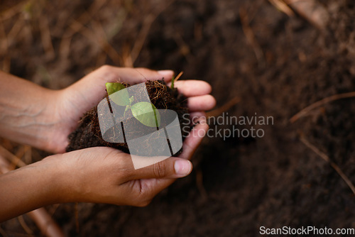 Image of Plant, growth and soil in hands for earth day, support and sustainability with gardening dirt, fertilizer and nature in agriculture. Agro, green garden and natural environment for farming and spring