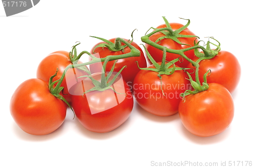 Image of Tomatoes On The Vine