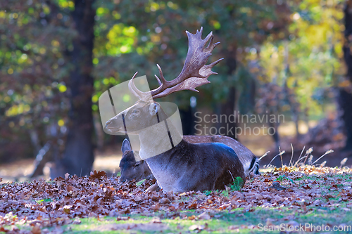 Image of beautiful fallow deer stag in a glade