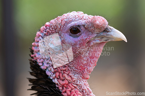 Image of colorful turkey portrait over green out of focus background