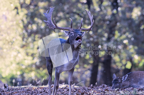 Image of fallow deer in mating season