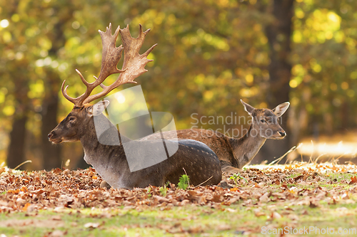 Image of fallow deer with hind