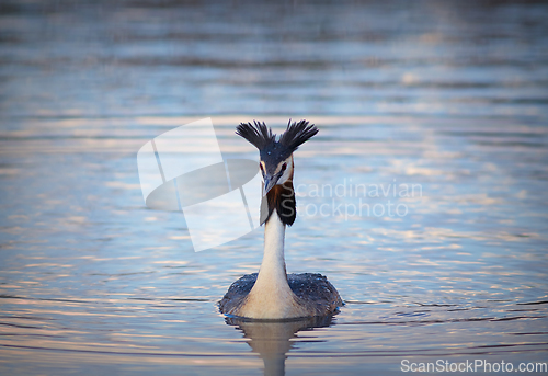 Image of Podiceps cristatus on pond