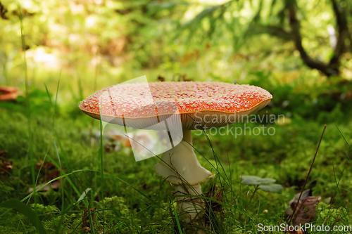 Image of red agaric in autumn light