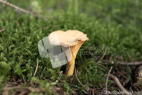 Image of uncultivated golden delicious mushroom 