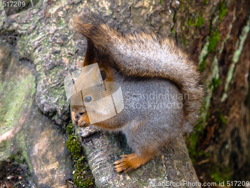 Image of squirrel