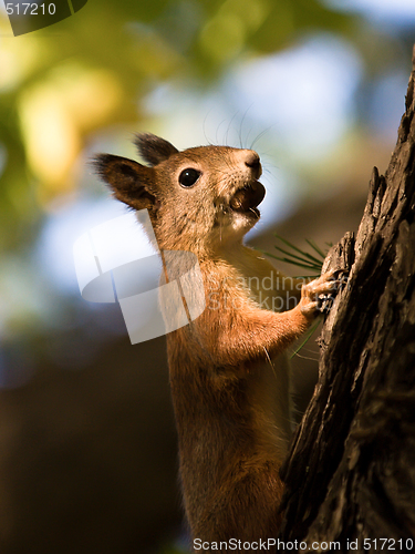 Image of squirrel