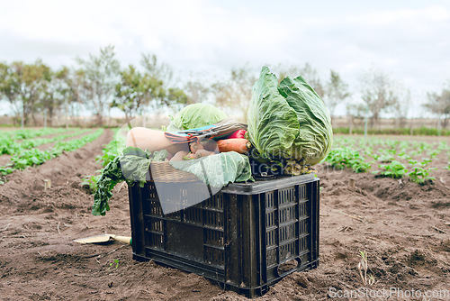 Image of Agriculture, field harvest and container of vegetables, organic food and spring growth isolated on sustainability farm. Countryside dirt soil, eco friendly farming and crate of vegan health produce