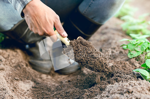 Image of Sustainable, farm and man farming with soil to plant vegetables, produce or plants on a field. Agriculture, eco friendly and agro farmer working with dirt in a green environment in the countryside.