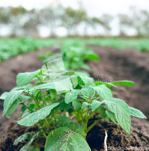 Image of Farming, plants and ecology on a farm for growth of food, agriculture and sustainability in the countryside. Earth day, leaves and eco friendly field for vegetables in dirt in a natural environment