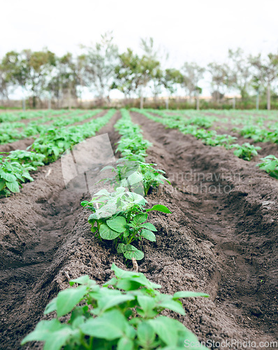 Image of Agriculture farm, plant growth sustainability and field for carbon capture or ecology farming. Eco friendly farming, plantation and vegetables for clean energy or sustainable food in countryside