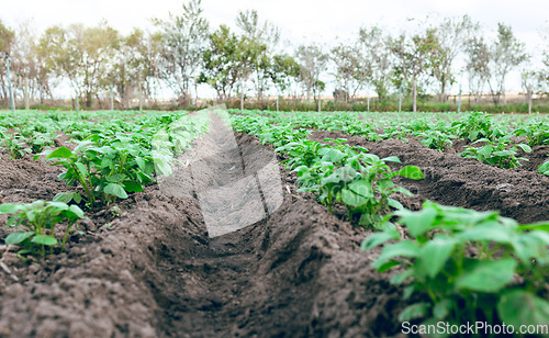 Image of Agriculture, sustainability and farm with plant on field in countryside for organic, spring and growth with nobody. Agro, ecology and environment with empty soil ground and trees for nature resources