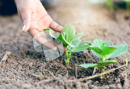 Image of Farm, hand and plant of farmer on agriculture field for harvest and eco friendly or sustainable farming. Eco friendly, enviromental and fresh garden plants with hands checking planting soil or growth