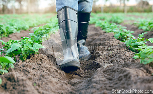 Image of Farm, shoes and feet of a farmer walking through an agriculture garden for harvest and sustainability. Agro, countryside and gardener foot in boots walk through field and soil in nature