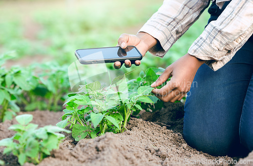 Image of Photo, agriculture and farmer farming with phone for digital innovation in sustainability on a farm. Picture, ecology and eco friendly person with mobile app to check for growth of plants on a field