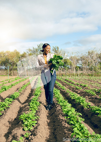 Image of Happy woman, spinach agriculture and nature harvest, gardening environment and spring field, sustainability and agro supply chain. Black woman farming healthy, green and eco vegetables in countryside