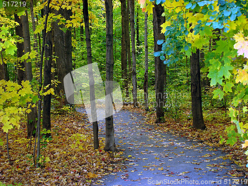 Image of Fall foliage