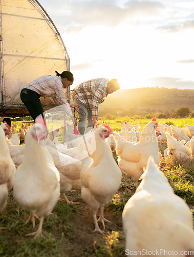 Image of Chicken, poultry and man with woman farming, livestock and feeding animal for agriculture and chicken farming. Countryside farm with lens flare, organic and farmer couple on field and sustainability