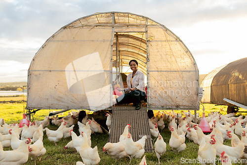 Image of Chicken farming, woman and organic coop on at farm, field or outdoor for meat, food and free range. Black woman, farmer and poultry agriculture with birds, barn and nature ecology with sustainability