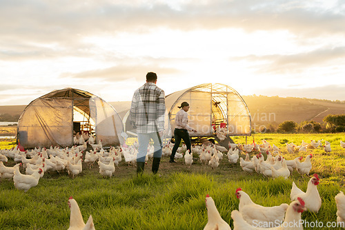 Image of Farm, couple and chicken with an agriculture team working together outdoor in the poultry industry. Grass, nature and sustainability with a man and woman farmer at work with agricultural chickens