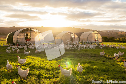Image of Farm, agriculture and sustainability with chickens on a field of grass for free range poultry farming. Sky, nature and clouds with a bird flock on agricultural land in the green countryside