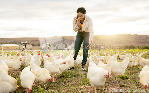 Image of Chicken farmer, phone call and black woman on farm, talking or discussing meat delivery deal. Poultry, sustainability and small business female or worker speaking to contact on 5g mobile smartphone.