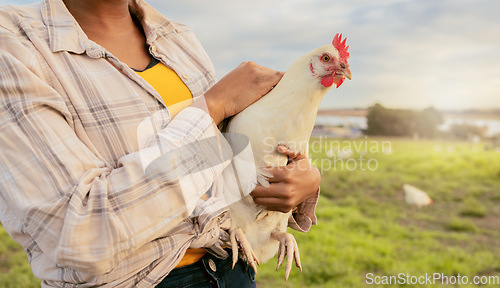 Image of Woman, chicken farmer and countryside farm of sustainable food, organic livestock farming and healthy poultry sustainability. Egg harvesting, free range animals and modern eco friendly agriculture