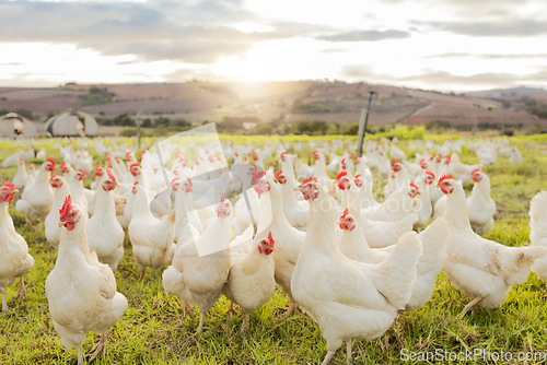 Image of Farm, sustainability and chicken flock on farm for organic, poultry and livestock farming. Lens flare with hen, rooster and bird animals in countryside field in spring for meat, eggs and protein