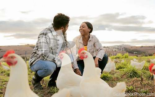 Image of Farming, poultry and people with chicken outdoors doing check and feeding livestock. Agriculture, sustainability and man and woman working on poultry farm for healthy, organic and natural animals