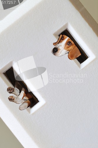 Image of Beagle Dog Peeking Out Of Extension Cord Holes