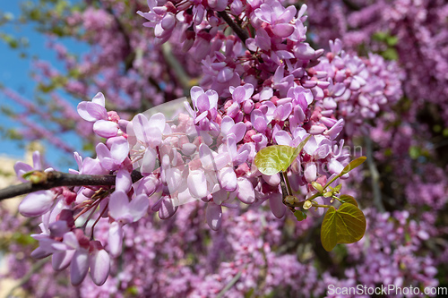 Image of Beautiful pink Cercis siliquastrum tree blooming in park on sunny day