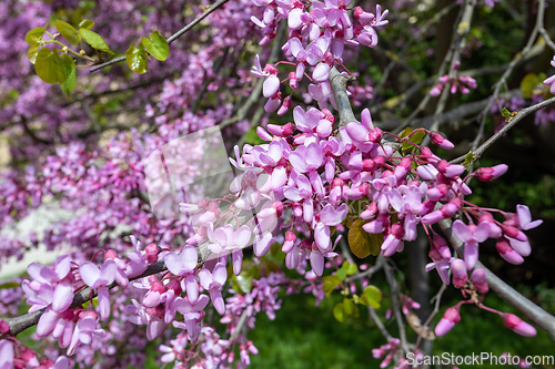 Image of Beautiful pink Cercis siliquastrum tree blooming in park on sunny day