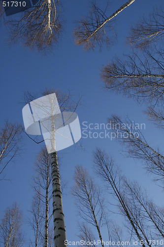 Image of trees