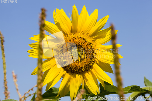 Image of yellow annual sunflower