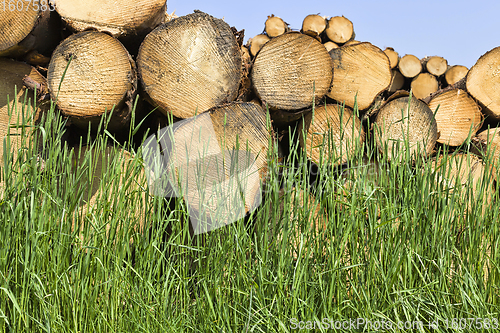 Image of natural pine wood