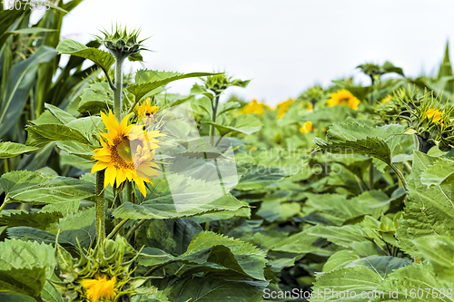 Image of annual sunflower open Bud