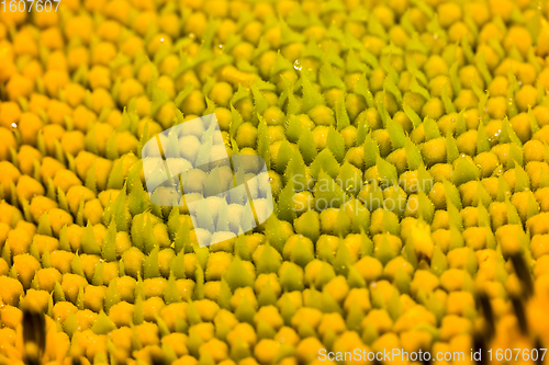 Image of bright details of sunflower