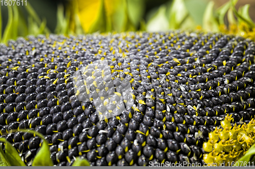 Image of ripened sunflower with seeds