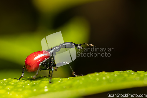 Image of Female of Giraffe Weevil, Trachelophorus Giraffa, Ranomafana, Madagascar