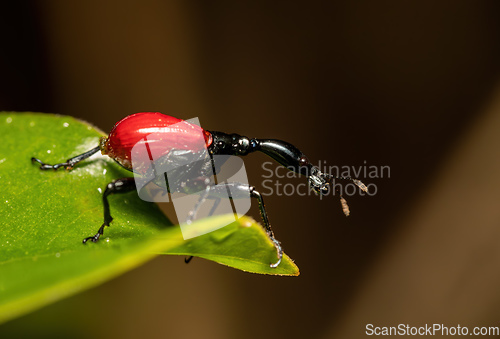 Image of Female of Giraffe Weevil, Trachelophorus Giraffa, Ranomafana, Madagascar