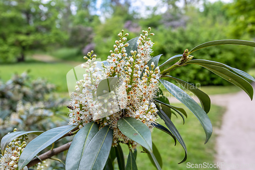 Image of Vibrant Prunus laurocerasus flowers in full bloom at the park