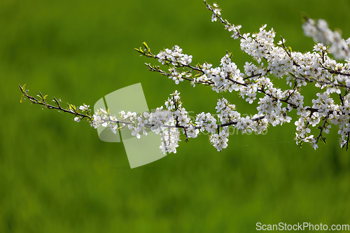 Image of Prunus spinosa in bloom on a green meadow in spring