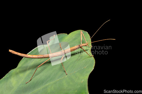 Image of Pink winged stick insect or Madagascan stick insect, Sipyloidea sipylus, Analamazaotra National Park. Madagascar wildlife