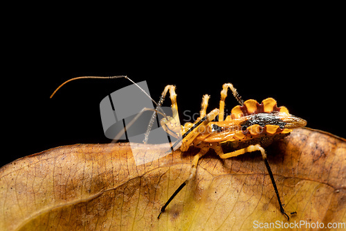 Image of Assassin bugs, The Reduviidae sp., Analamazaotra National Park, Madagascar wildlife