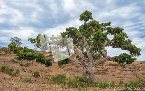 Image of Ruins of Guzara royal palace, Gondar Ethiopia Africa