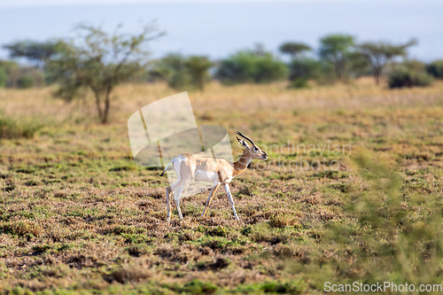 Image of Soemmerring's gazelle, Nanger soemmerringii, Ethiopia wildlife animal