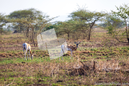 Image of Soemmerring's gazelle, Nanger soemmerringii, Ethiopia wildlife animal
