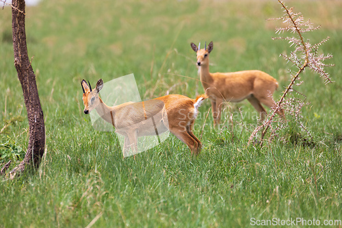 Image of Cute Oribi endemic small antelope, Ethiopia, Africa wildlife